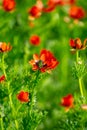 Beautiful shot of Adonis Annua flowers in the field