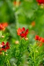 Beautiful shot of Adonis Annua flowers in the field