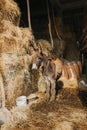 Beautiful shot of adonkey in a barn full of hay Royalty Free Stock Photo