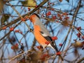 Beautiful shot of adult, male Eurasian bullfinch Pyrrhula pyrrhula with red underparts sitting on branches of shrub and eating