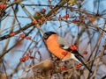 Beautiful shot of adult, male Eurasian bullfinch Pyrrhula pyrrhula with red underparts sitting on branches of shrub and eating