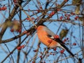 Beautiful shot of adult, male Eurasian bullfinch Pyrrhula pyrrhula with red underparts sitting on branches of shrub and eating Royalty Free Stock Photo
