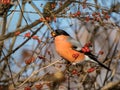 Beautiful shot of adult, male Eurasian bullfinch Pyrrhula pyrrhula with red underparts sitting on branches of shrub and eating Royalty Free Stock Photo