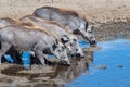 Beautiful shot of the African common warthogs spotted drinking water on a grassy plain Royalty Free Stock Photo