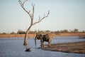 Beautiful shot of an african elephant standing on the lake Royalty Free Stock Photo