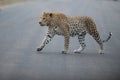 Beautiful shot of an african leopard crossing the road