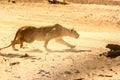 Beautiful shot of an African leopard fighting in a desert area making dust - survival concept Royalty Free Stock Photo