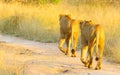 Beautiful shot of african lions walking through the path surrounded wit long grass in South Africa Royalty Free Stock Photo