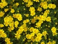 Beautiful shot of african yellow daisy flowers Royalty Free Stock Photo