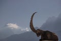 Beautiful shot of an Alpine ibex in Merlet Animal Park in France