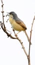 Ashy prinia