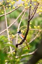 Asian paradise flycatcher female