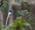 Beautiful shot of an Asian Paradise Flycatcher perching on a tree branch Royalty Free Stock Photo