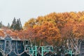 Beautiful shot of autumn-colored trees near the Southeast University in Nanjing