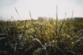 Beautiful shot of autumn fresh morning dew with some waterdrops at the grassland Royalty Free Stock Photo