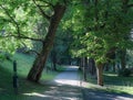 Beautiful shot of the avenue of trees in the park