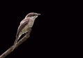 Bar-winged flycatcher