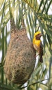 Baya weaver Royalty Free Stock Photo