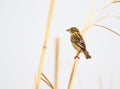 Baya weaver