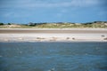 Beautiful shot of a beach with a group of seals on the sand