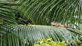 Beautiful shot of a big lizard and black squirrel face to face on a palm tree branch Royalty Free Stock Photo