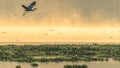 Beautiful shot of a bird flying above the water with a scenery of sunset Royalty Free Stock Photo