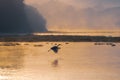 Beautiful shot of a bird flying above the water with a scenery of sunset Royalty Free Stock Photo