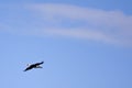 Beautiful shot of a bird flying with a clear blue sky in the background Royalty Free Stock Photo