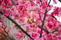 Beautiful shot of a bird resting on a cherry blossom tree branch Royalty Free Stock Photo