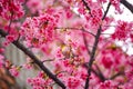 Beautiful shot of a bird resting on a cherry blossom tree branch Royalty Free Stock Photo