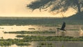 Beautiful shot of a bird in the water landing in the water with a scenery of sunset Royalty Free Stock Photo