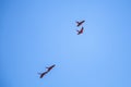 Beautiful shot of the birds flying in the blue sky - perfect for background Royalty Free Stock Photo