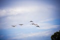 Beautiful shot of birds flying in a formation with a blue cloudy sky in the background Royalty Free Stock Photo