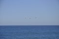 Beautiful shot of birds freely flying over the calm blue ocean under the clear sky Royalty Free Stock Photo
