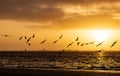 Beautiful shot of birds morning flight during the sunrise Royalty Free Stock Photo