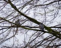 Beautiful shot of birds perching on the branches of withered tree