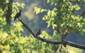 Beautiful shot of birds sitting on a tree branch on blurry background Royalty Free Stock Photo