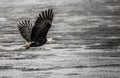 Beautiful shot of a black bald eagle flying over the wavy sea - concept of freedom