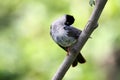 Black bulbul Royalty Free Stock Photo