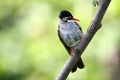 Black bulbul