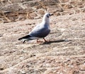Beautiful shot of Black-headed gull perched on rocks in water Royalty Free Stock Photo