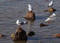 Beautiful shot of Black-headed gulls perched on rocks in water Royalty Free Stock Photo
