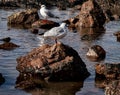 Beautiful shot of Black-headed gulls perched on rocks in water Royalty Free Stock Photo