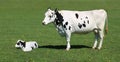 Beautiful shot of black and white dairy cow in the field Royalty Free Stock Photo