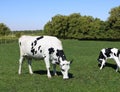 Beautiful shot of black and white dairy cow in the field Royalty Free Stock Photo