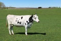 Beautiful shot of black and white dairy cow in the field Royalty Free Stock Photo