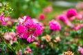 Beautiful shot of blooming bright pink roses in a garden Royalty Free Stock Photo