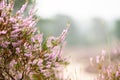 Beautiful shot of blooming pink heather flowers in a field Royalty Free Stock Photo
