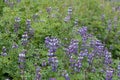 Beautiful shot of blooming purple arctic lupine flowers in a garden