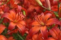 Beautiful shot of blooming red lilies (Lycoris radiata) in a garden